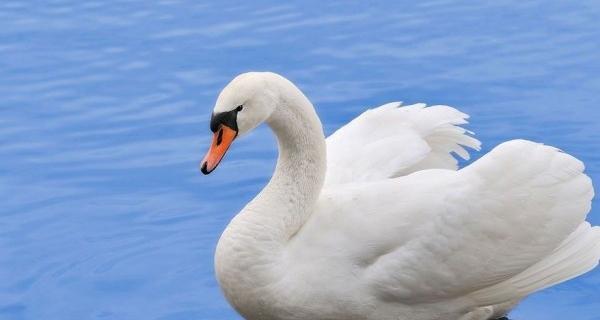 عکس قو برای پروفایل