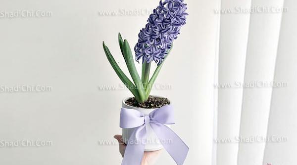 عکس گلهای نوروزی