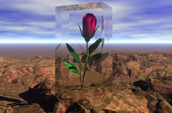 عکس گلهای نوروزی