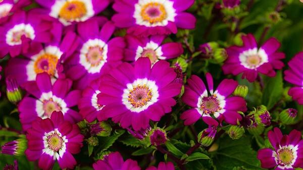 عکس گلهای نوروزی