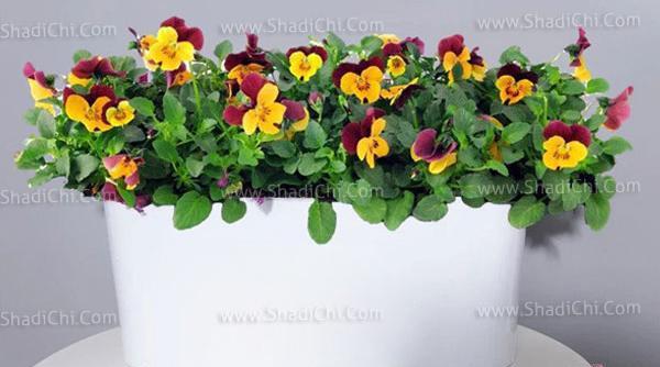 عکس گلهای نوروزی