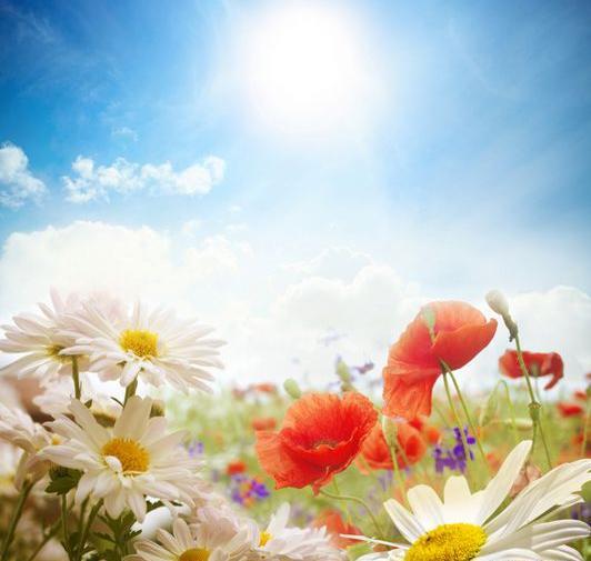 عکس طبیعت عروسکی