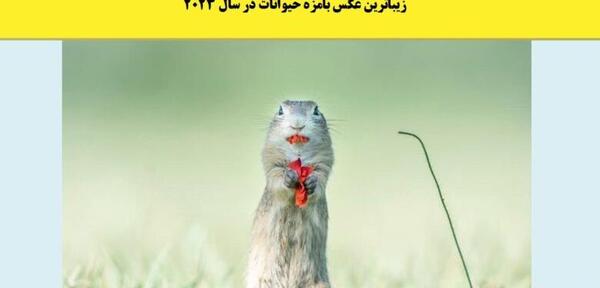 عکس حیوانات سال
