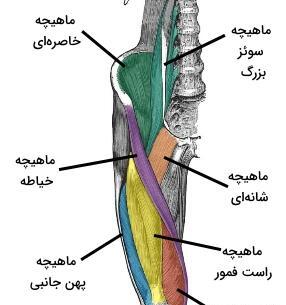 عکس آناتومی ماهیچه های بدن انسان
