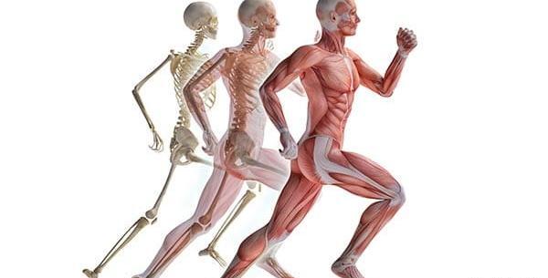 عکس آناتومی ماهیچه های بدن انسان