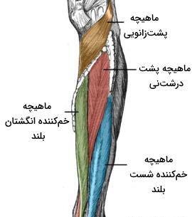 عکس آناتومی ماهیچه های بدن انسان