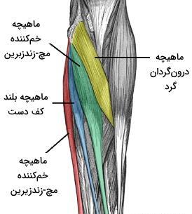 عکس آناتومی ماهیچه های بدن انسان