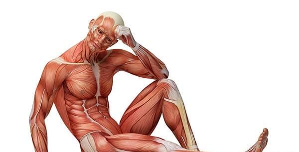 عکس آناتومی ماهیچه های بدن انسان
