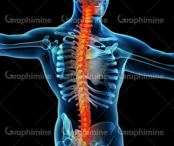 عکس آناتومی ماهیچه های بدن انسان