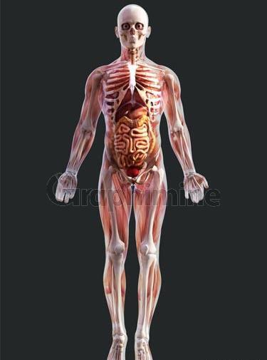 عکس آناتومی ماهیچه های بدن انسان