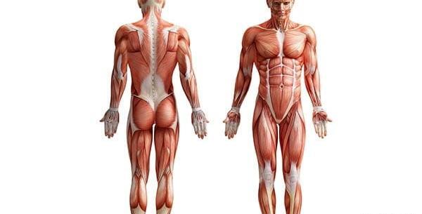 عکس آناتومی ماهیچه های بدن انسان