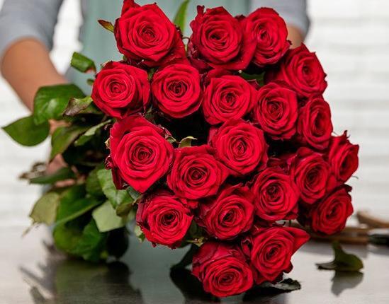 عکس گل رز مخملی