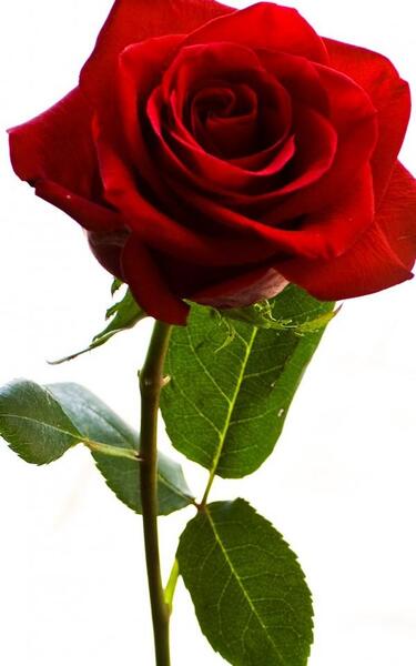 عکس گل رز مخملی