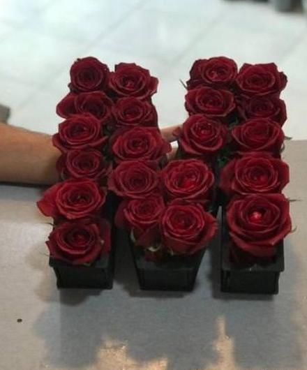 عکس گل رز مخملی
