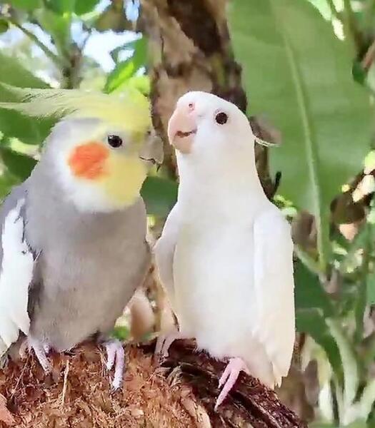 عکس بچه صامتی
