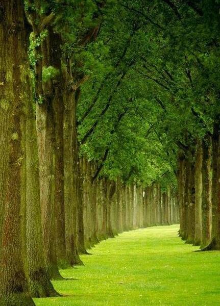 عکس طبیعت سرسبز برای پروفایل