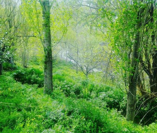 عکس طبیعت سرسبز برای پروفایل