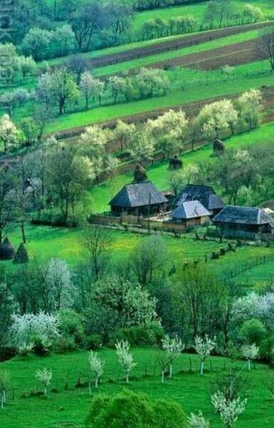 عکس طبیعت سرسبز برای پروفایل