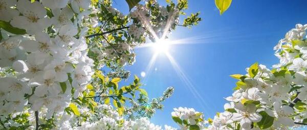عکس طبیعت سرسبز برای پروفایل