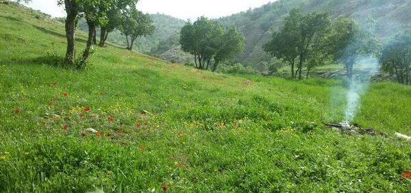 عکس طبیعت سرسبز برای پروفایل