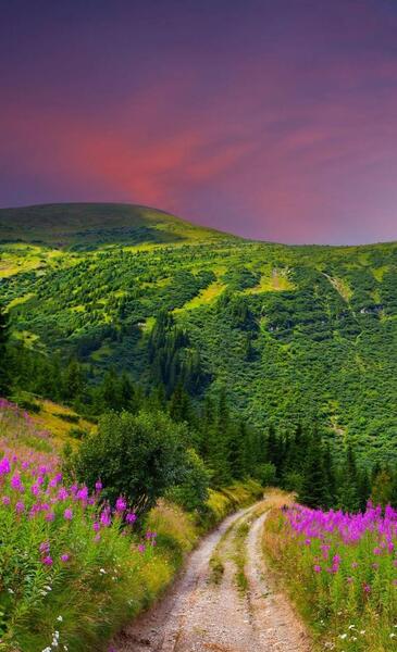 عکس طبیعت سرسبز برای پروفایل