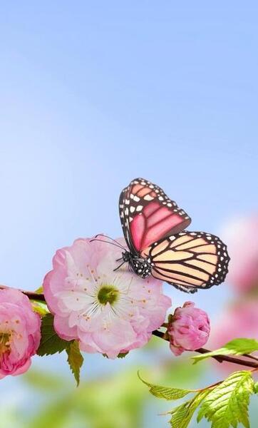 عکس صفحه گوشی فصل بهار