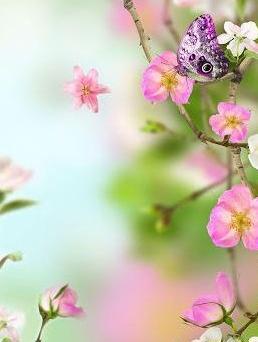 عکس صفحه گوشی فصل بهار