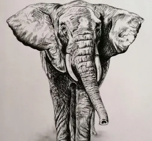 عکس نقاشی سیاه قلم فیل