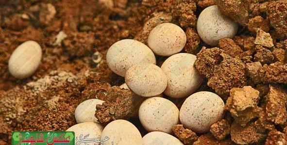 عکس مارمولک قهوه ای