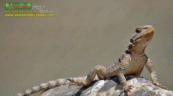 عکس مارمولک قهوه ای