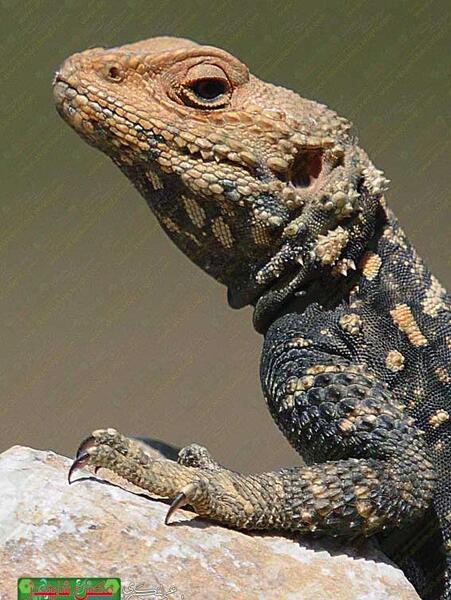عکس مارمولک قهوه ای