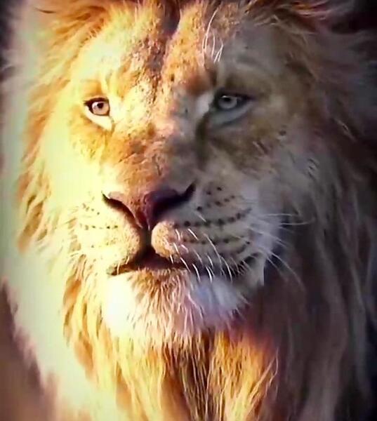 عکس شیر غران هخامنشی