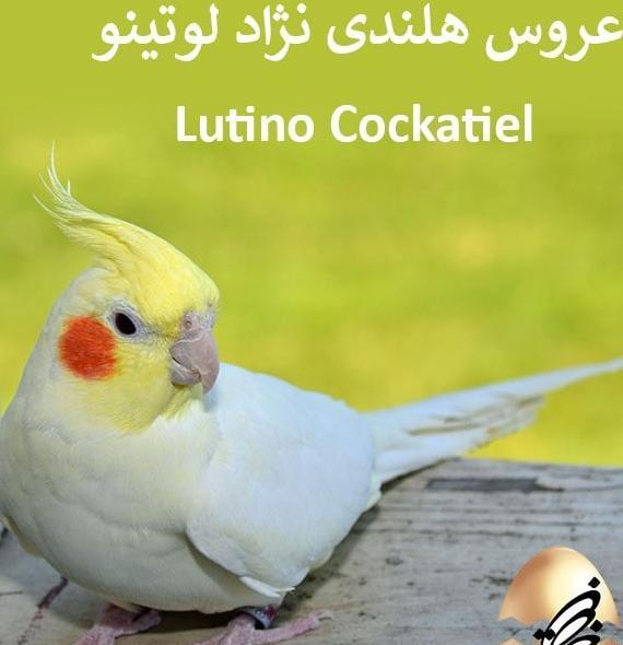 عکس عروس هلندی چشم قرمز