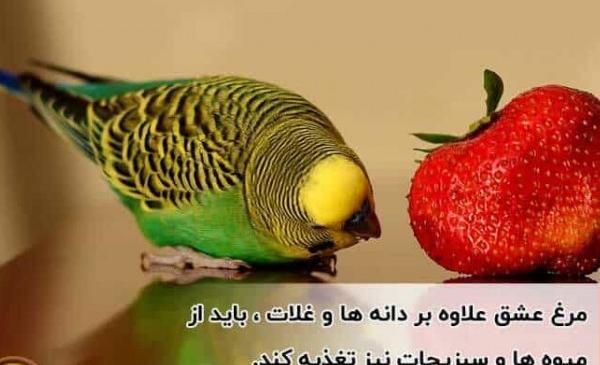 عکس برنامه غذایی مرغ عشق از شنبه تا جمعه