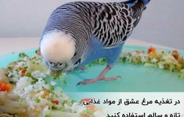 عکس برنامه غذایی مرغ عشق از شنبه تا جمعه