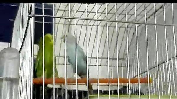 عکس برنامه غذایی مرغ عشق از شنبه تا جمعه