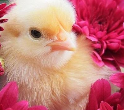 عکس جوجه پنبه ای