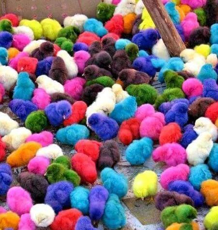 عکس جوجه پنبه ای