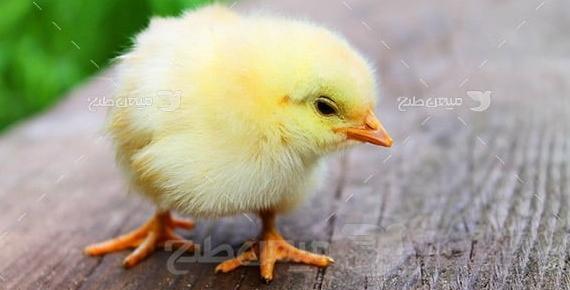 عکس جوجه پنبه ای