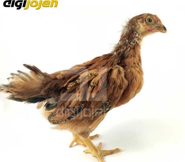 عکس جوجه پنبه ای