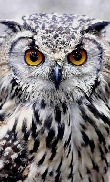 عکس جغد پس زمینه