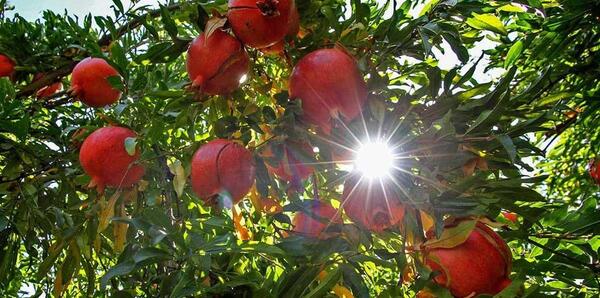 عکس کتاب صد دانه یاقوت