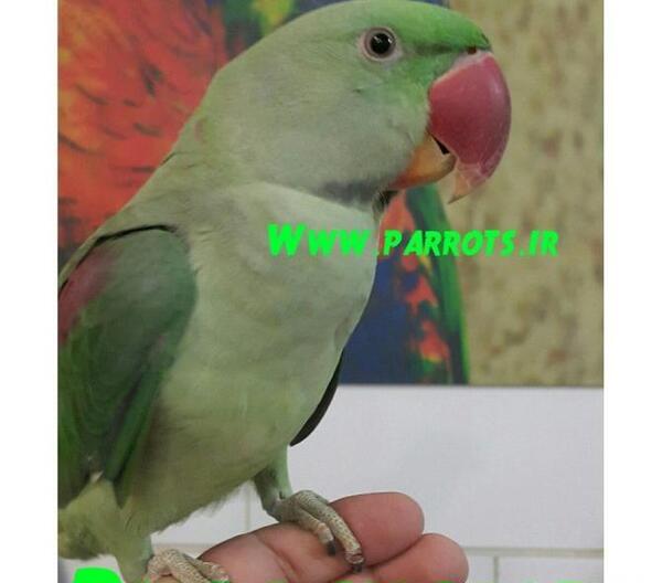 عکس طوطی و قیمت