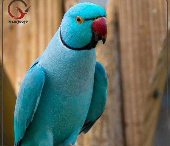 عکس طوطی و قیمت