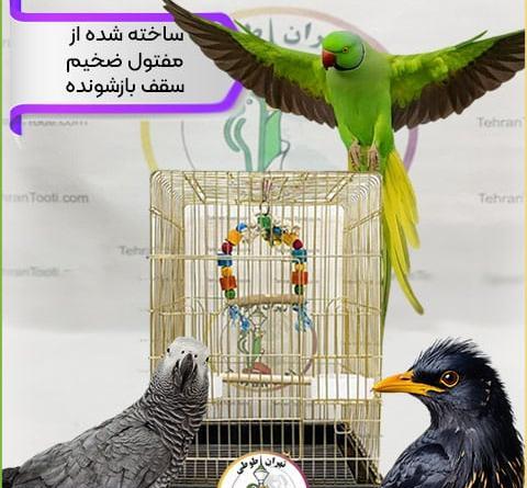 عکس طوطی و قیمت