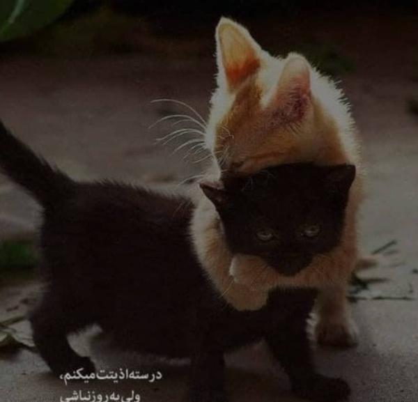عکس نوشته عاشقانه گربه