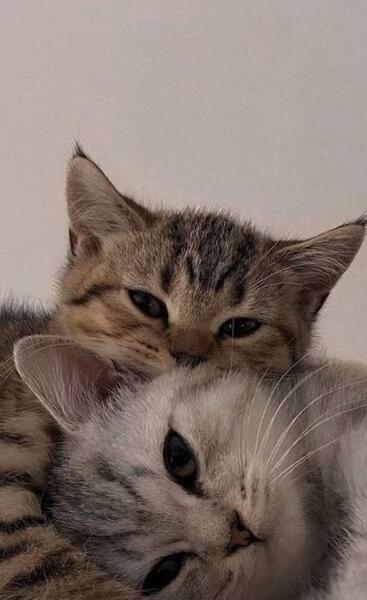 عکس نوشته عاشقانه گربه