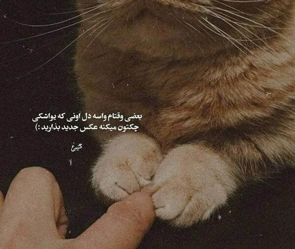 عکس نوشته عاشقانه گربه