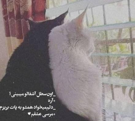 عکس نوشته عاشقانه گربه