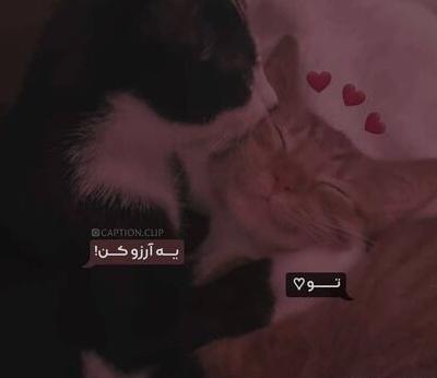 عکس نوشته عاشقانه گربه